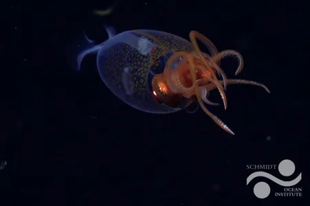 Researchers recently captured the first-ever confirmed video of the colossal squid in its natural habitat.