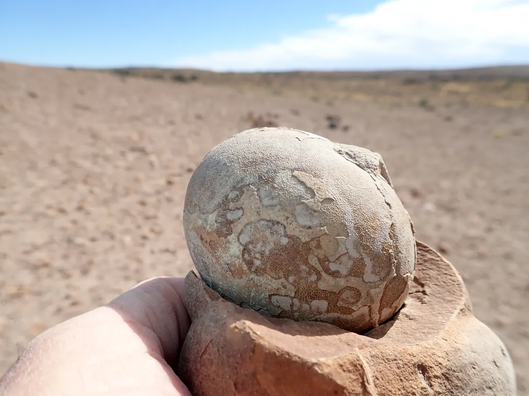 A fossilized Mussaurus patagonicus egg