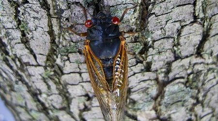 This cicada is part of Brood XIX, a 13-year recurrent swarm from the southern US.