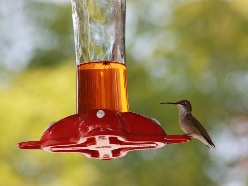 Is that a fly in my juice? Smithsonian Photo Contest Smithsonian