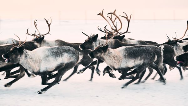 Reindeer Herding on Nunivak Island thumbnail