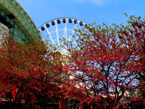 Navy Pier, Chicago thumbnail