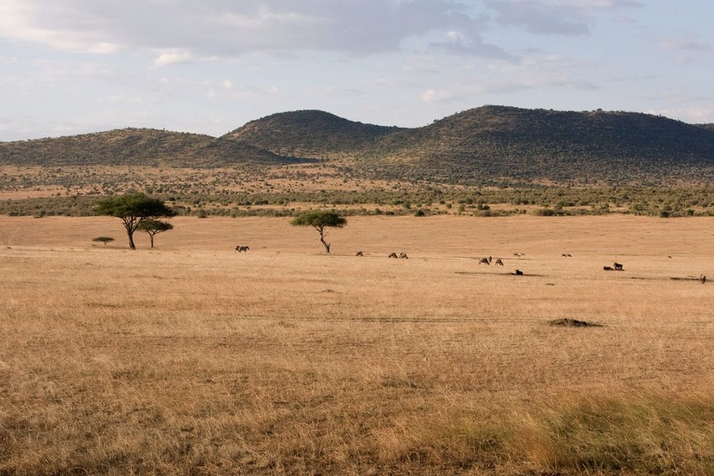 savanna.jpg