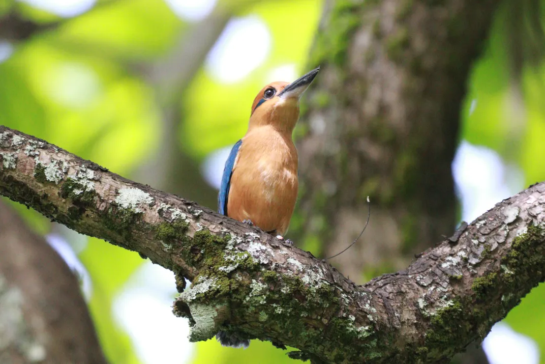 A brownish bird sitting on a branch