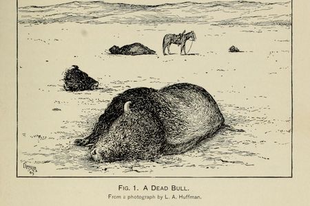 After L. A. Huffman, “A Dead Bull” from William T. Hornaday, “The Extermination of the American Bison, with a Sketch of Its Discovery and Life History,” Annual Report of the Smithsonian Institution for the Year Ending June 30, 1887, part 2 (1889): pl. IX.  
