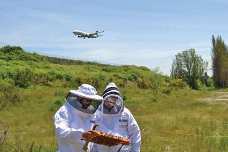 Three acres of the former Tyee golf course on the south end of Sea-Tac Airport has been converted into a pollinator habitat, supporting more than 30 hives.