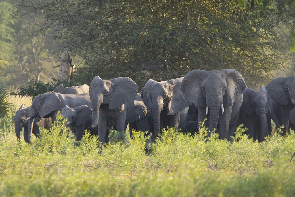 Elephants in Gorongosa
