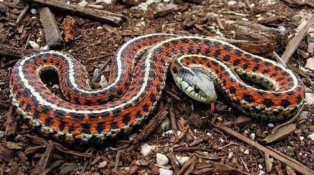 A friendly garter snake