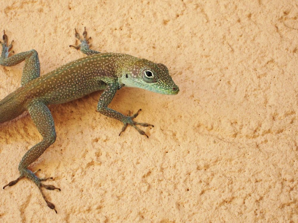 The vast diversity of anole lizards found throughout the Americas helps scientists understand what factors drive the evolution of life. (goatling, CC BY 2.0)