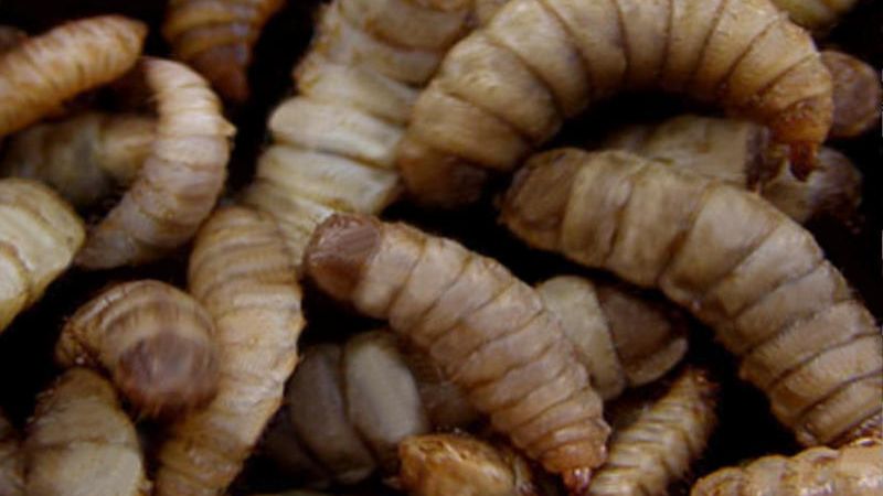 House Fly Maggots, Larvae or Gents - shop