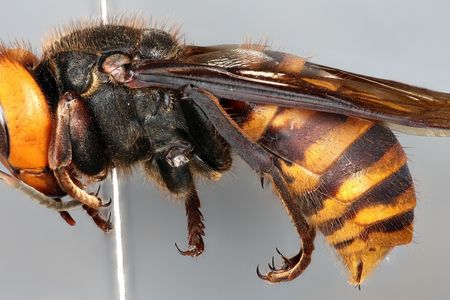 The Asian Giant Hornet, Vespa mandarinia, can grow up to two inches long and is a species not native to North America. The National Insect Collection, co-curated by the Smithsonian National Museum of Natural History and the United States Department of Agriculture (USDA), houses one of the first specimens collected in North America (Michael Gates, USDA).