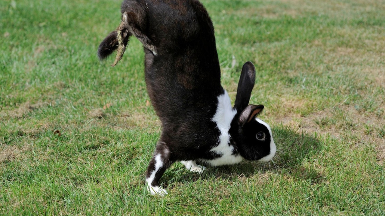mar29-handstandrabbit.png