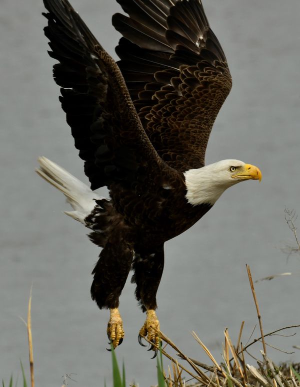 American Bald Eagle thumbnail