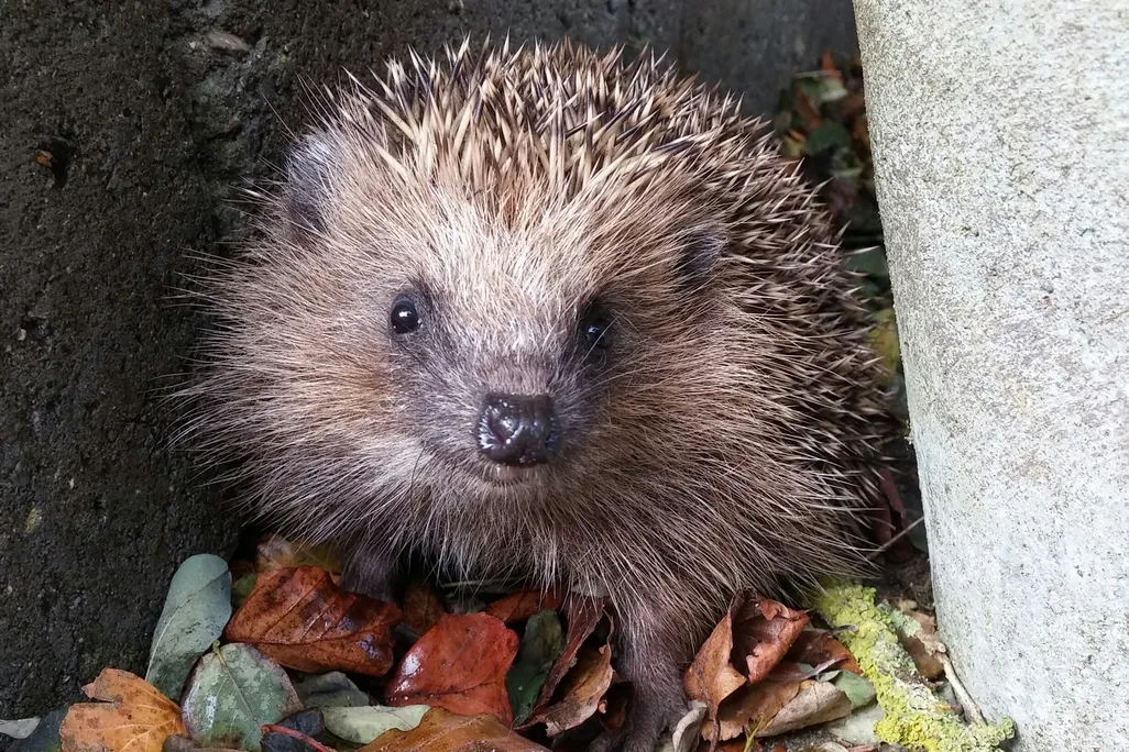 A small mammal looking at the camera