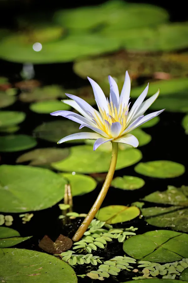 Water Lily thumbnail