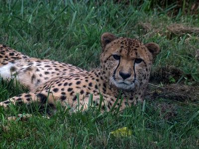 The first cheetah cub born at the Smithsonian Conservation Biology Institute celebrated his 10th birthday last year, marking a decade of the facility's successful cheetah breeding program.