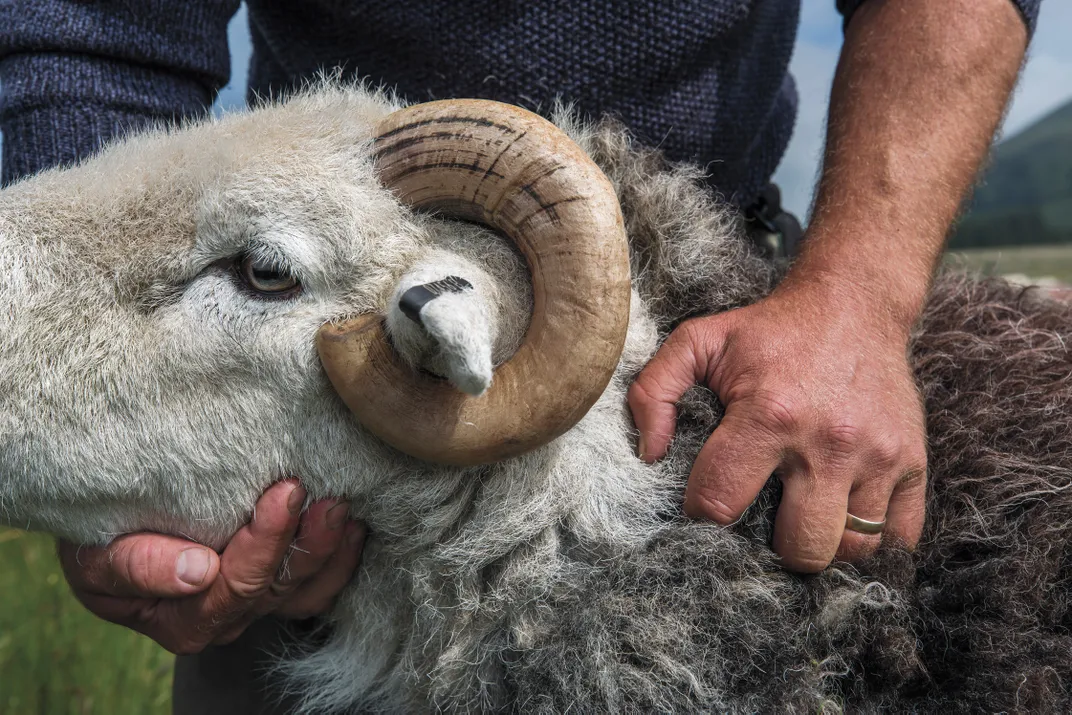 The Herdwick Sheep