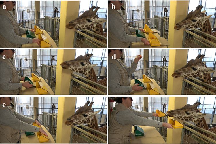 Researchers showed each giraffe the contents of several containers, which held varying numbers of carrots, then added extra pieces to one of them. Afterward, the animal would choose a container to get the treats inside.