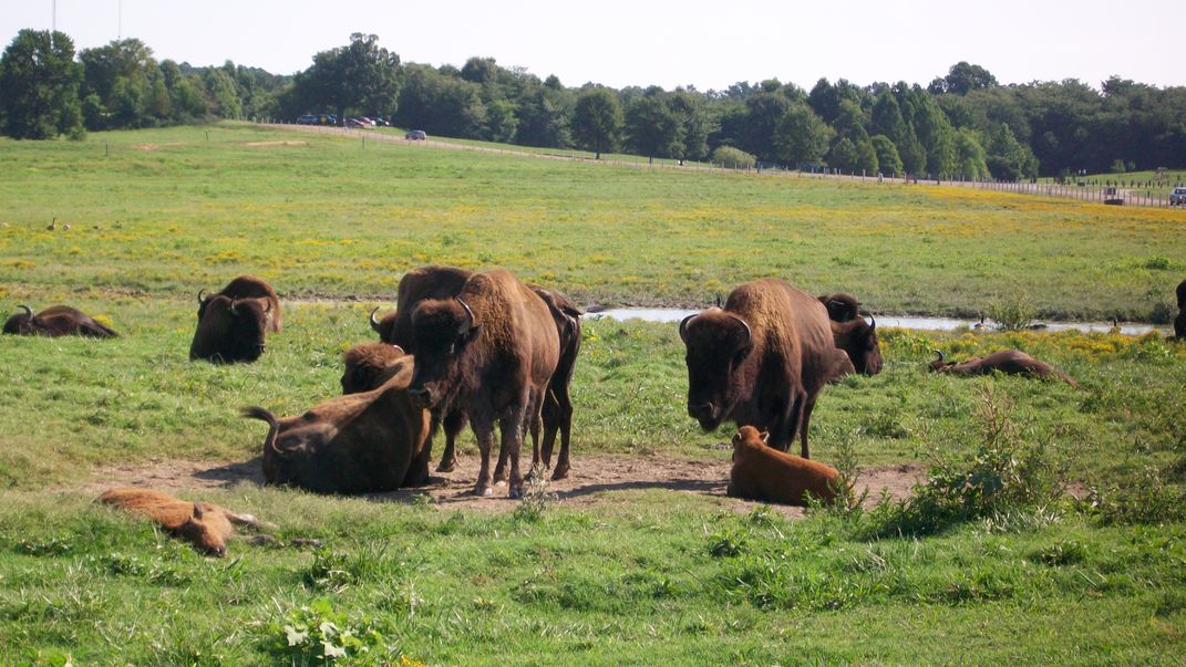 Bison at Shelby Farms | Smithsonian Photo Contest | Smithsonian Magazine