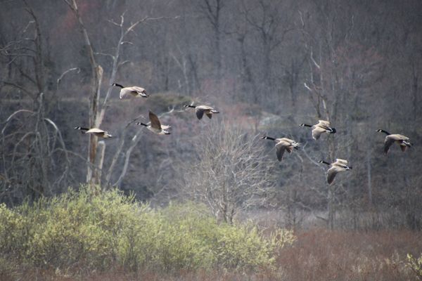Canadian Geese thumbnail