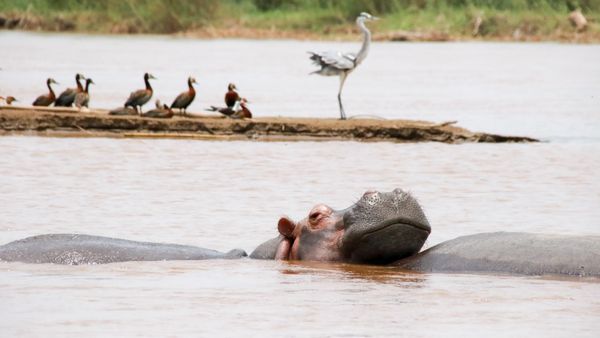 Hippos, Rusizi National Park thumbnail