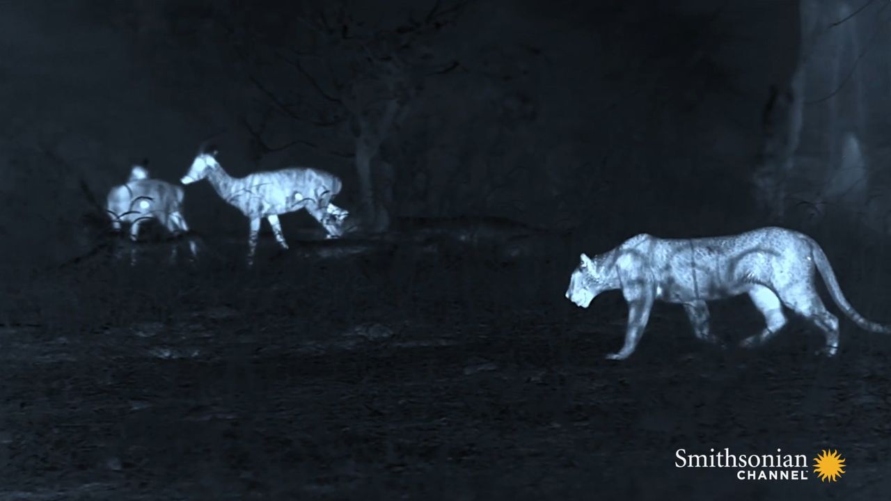 Preview thumbnail for A Leopard’s Carefully Planned Ambush Is Ruined by a Hyena