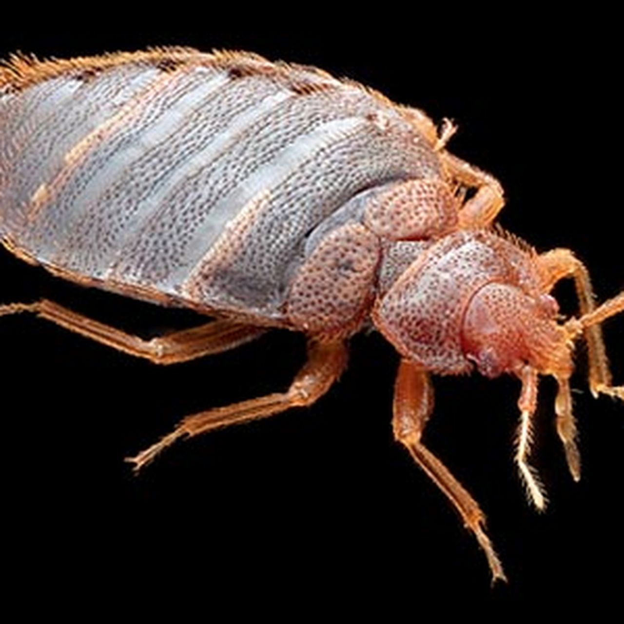 Plant Bugs That Resemble Bed Bugs Nevernest Pest Control,