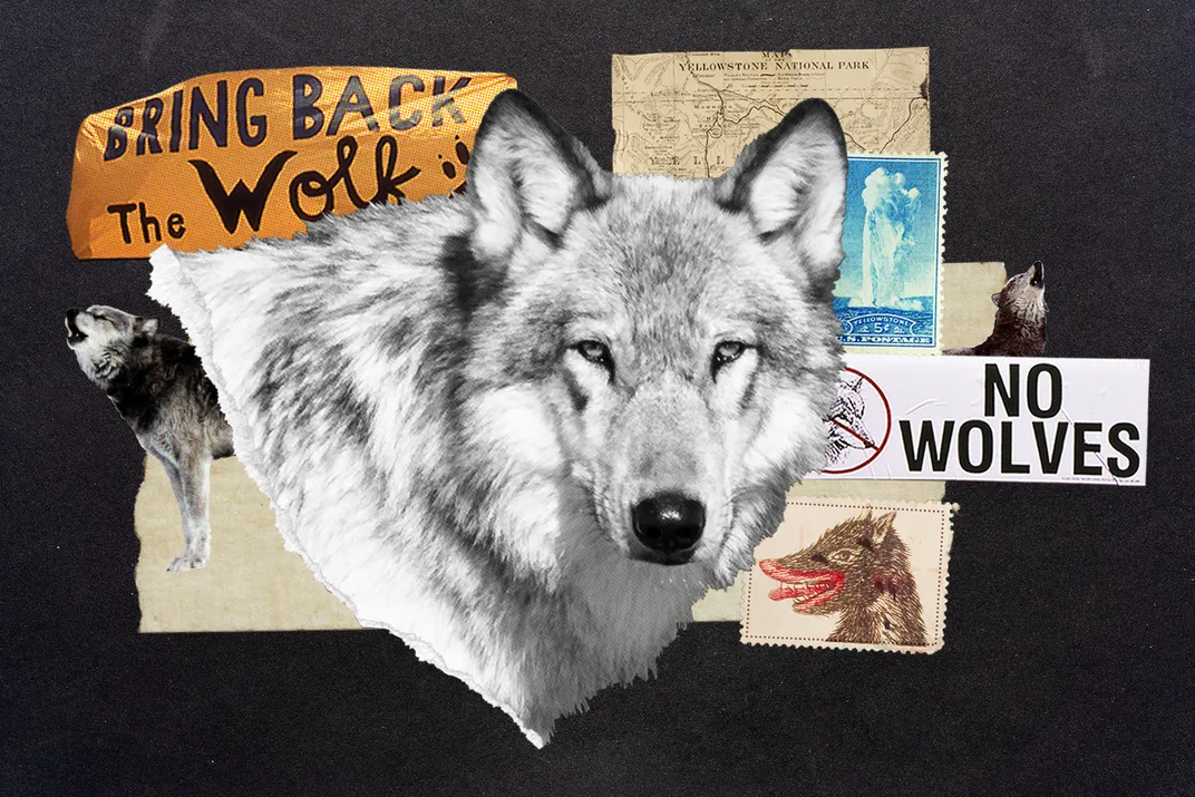 an illustration features a gray wolf cutout on top of posters saying bring back the wolf, no wolves, and other illustrations