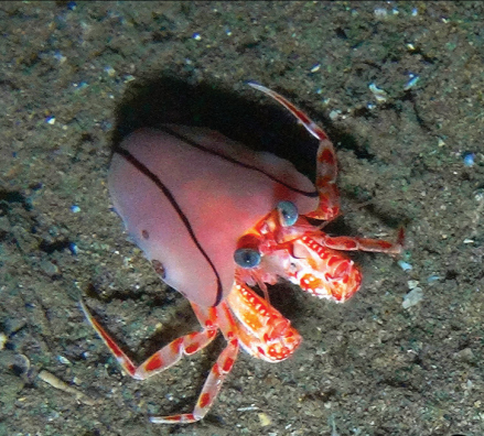 Red anemone-wearing blanket-hermit crab (Paguropsis confusa) photographed offshore of the South African City of Durban