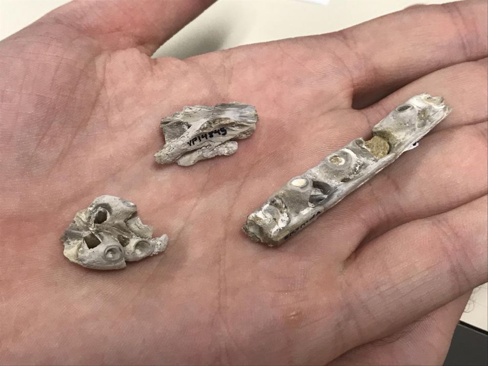 Tylosaurus Bones