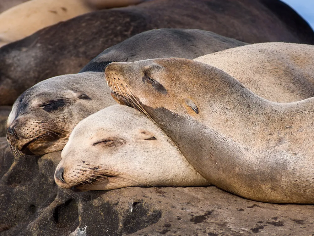 Sea lions napping on rocks