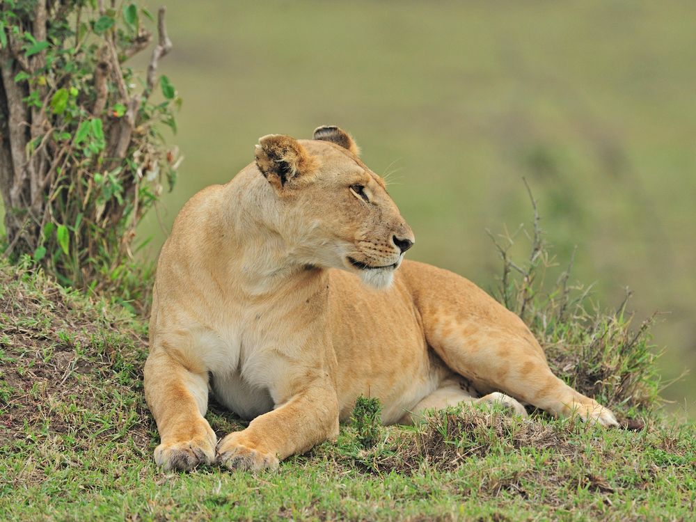 Lioness Marsh Pride