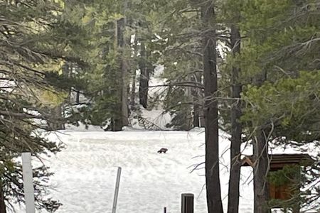 The wolverine sighting in Yosemite National Park
