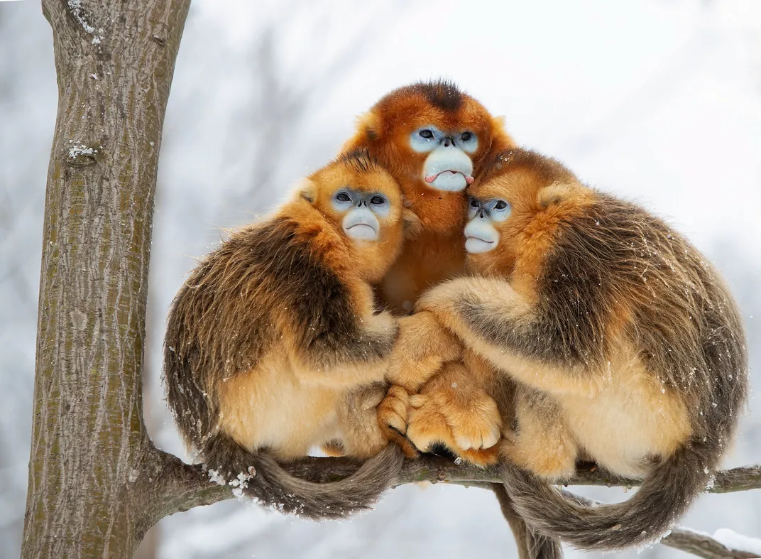 A trio of golden snub-nosed monkeys