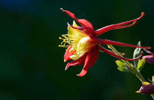 Colorado Columbine flower in bloom thumbnail