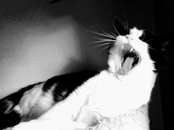 Oreo's Yawn thumbnail