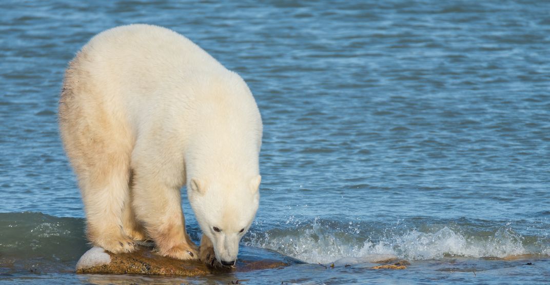 Polar Bear Waiting 