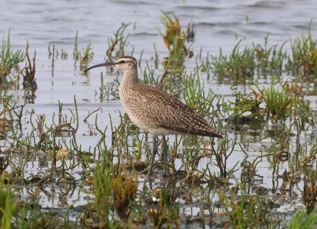 Whimbrel