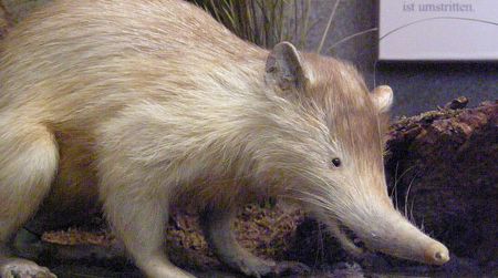 A stuffed solenodon in a museum
Feedloader (Clickability)
