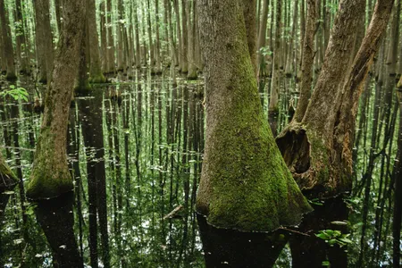 Louisiana Purchase State Park in Holly Grove, Arkansas, lies on the spot where the land surveys of the new territories originated.