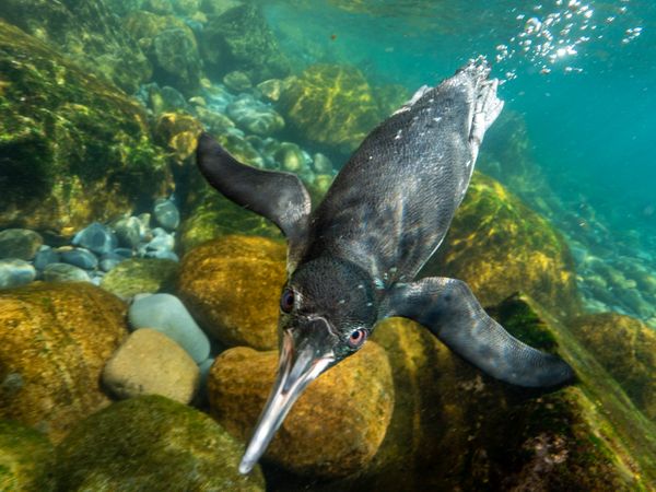 Galapagos Penguin thumbnail
