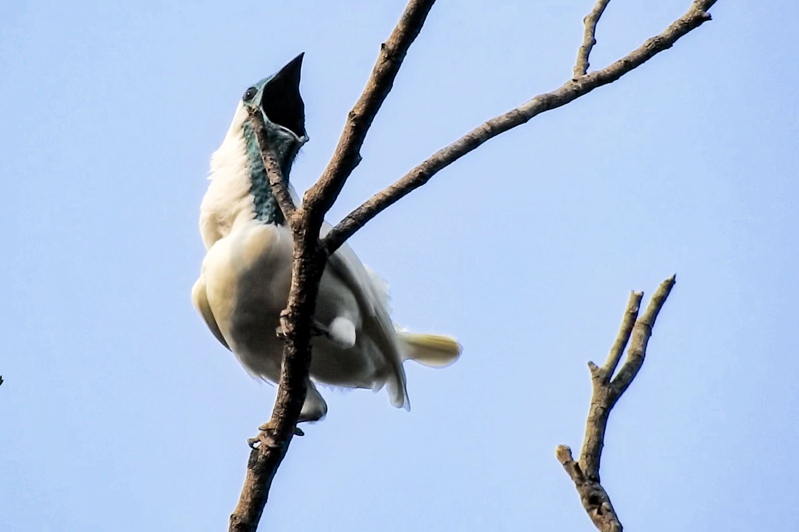 These South American Birds Can Match a Jackhammer's Ear-Splitting Volume, Making Them Some of the World's Loudest Known Avians