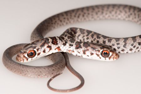 Two-headed snakes struggle more when their heads are joined close together. 