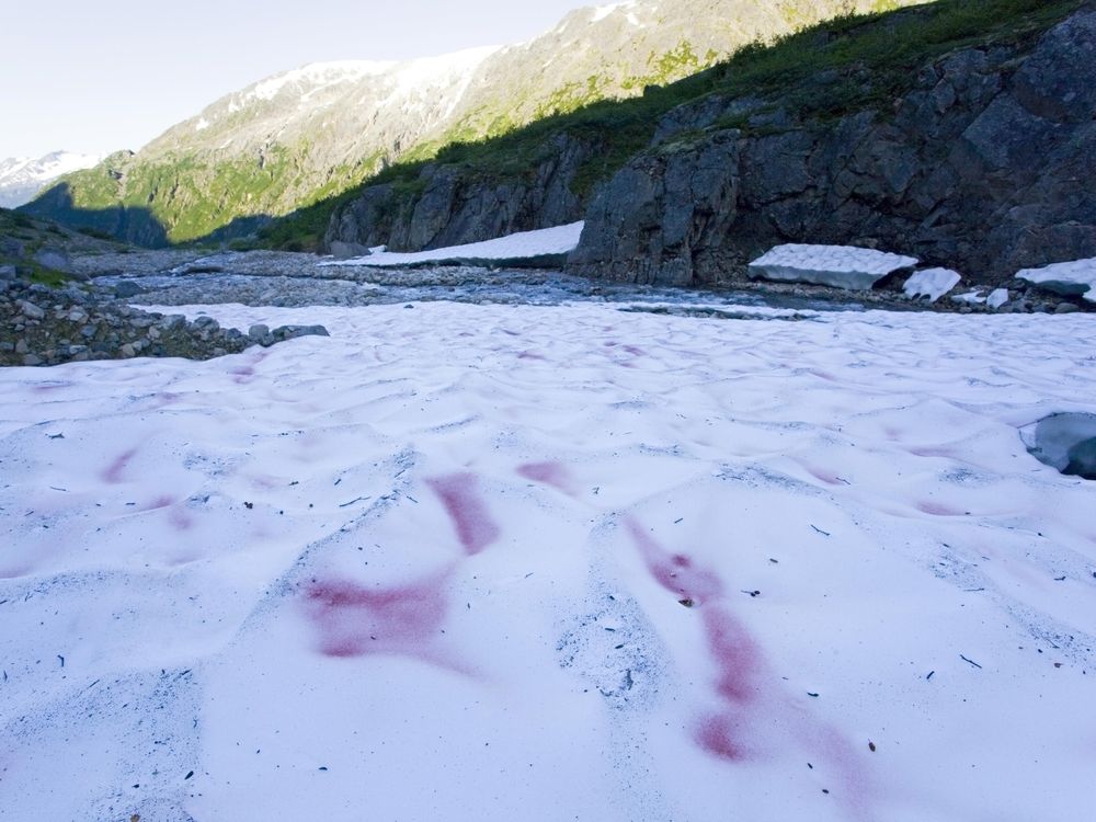 Pink snow in mountains