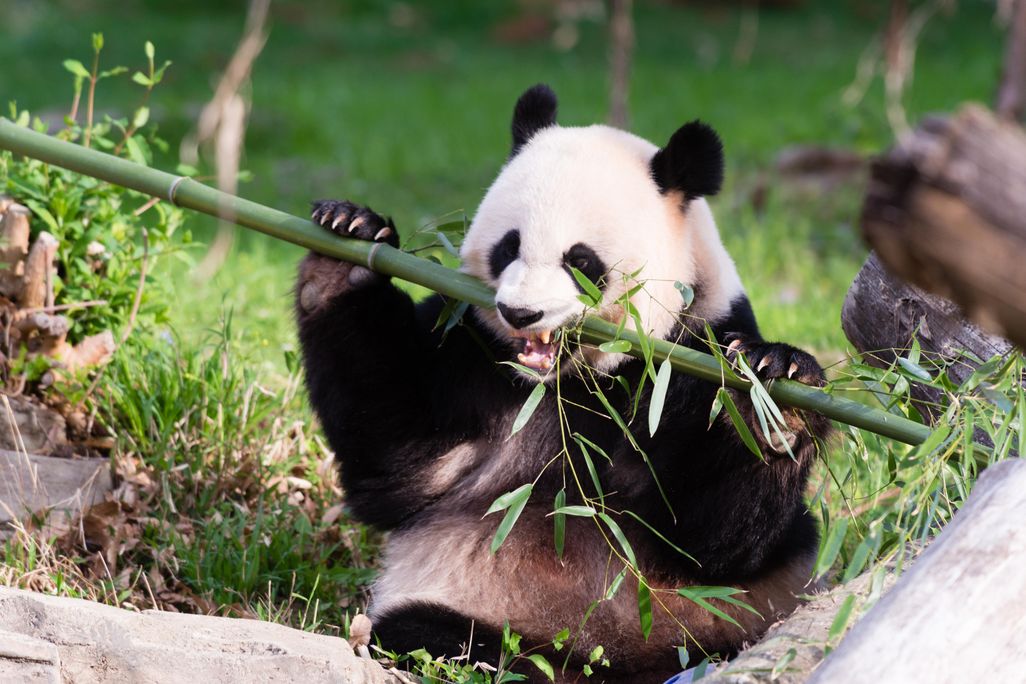 Mei Xiang enjoys bamboo