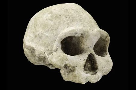 Skull of Homo erectus&nbsp;from the&nbsp;Republic of Georgia