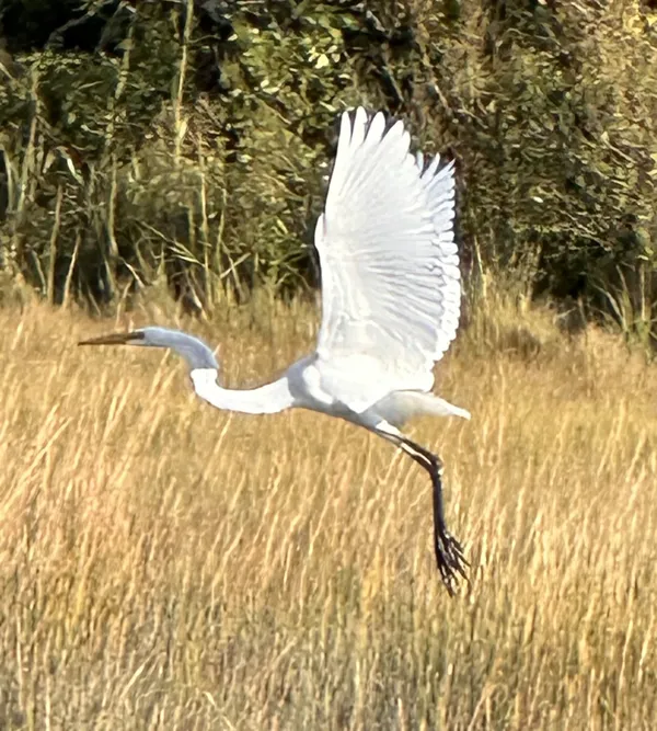 Egret in Flight in Little Sippewissett Marsh thumbnail