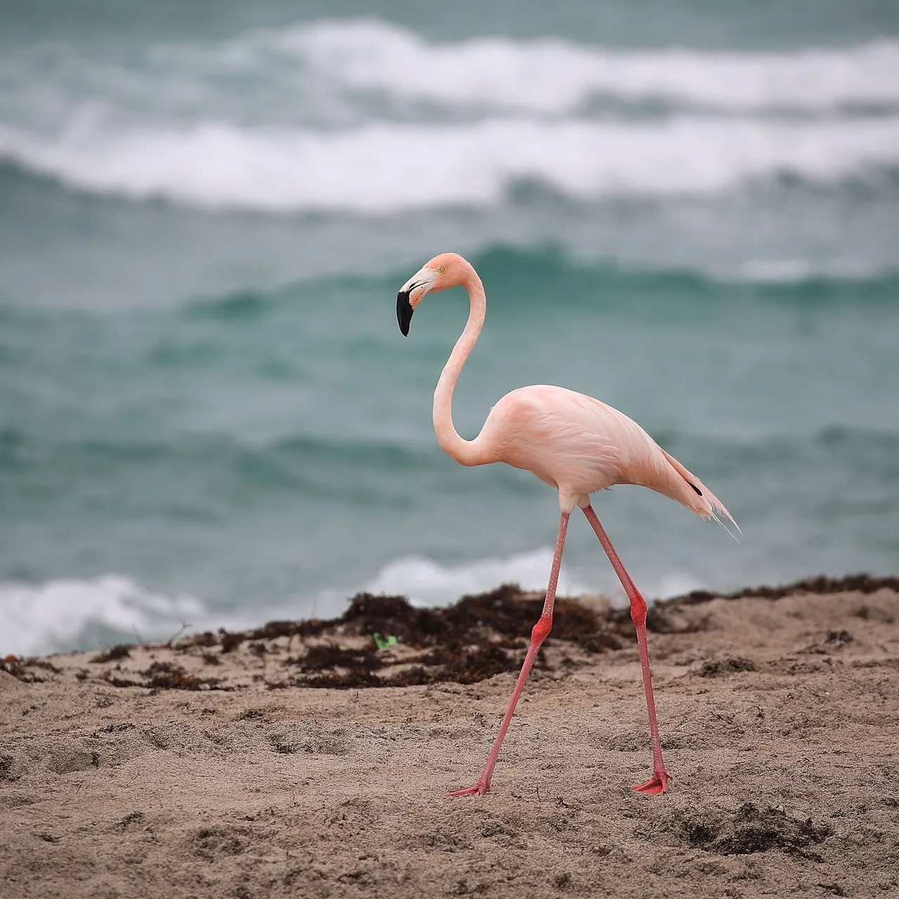 flamingo bird images