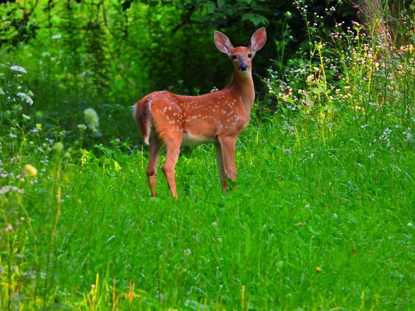 White-Tailed Fawn thumbnail