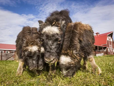 Musk ox calves vie for grass on a farm near Palmer, Alaska.